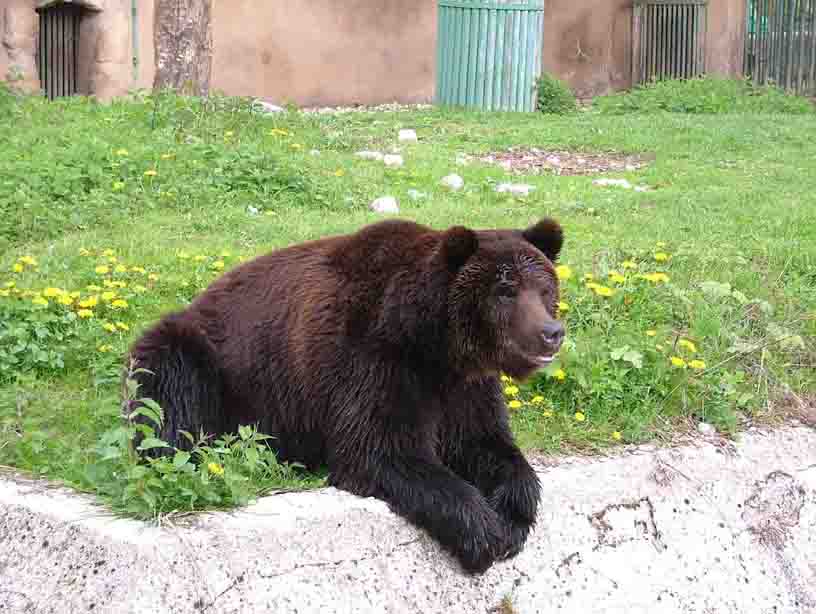 Orso Bruno
