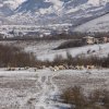 In Abruzzo | Pecore nello Stazzo - L'Aquila
